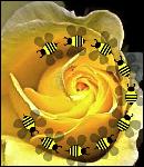 BeesRose1