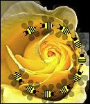 BeesRose1
